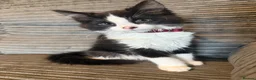 Mixed Breed cats for sale: Unfortunate sale of our kitten in Peterborough - Advert 2