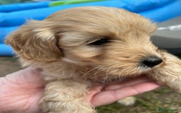 Maltipoo dogs for sale: Two cuddly little maltipoo boys - Image 7