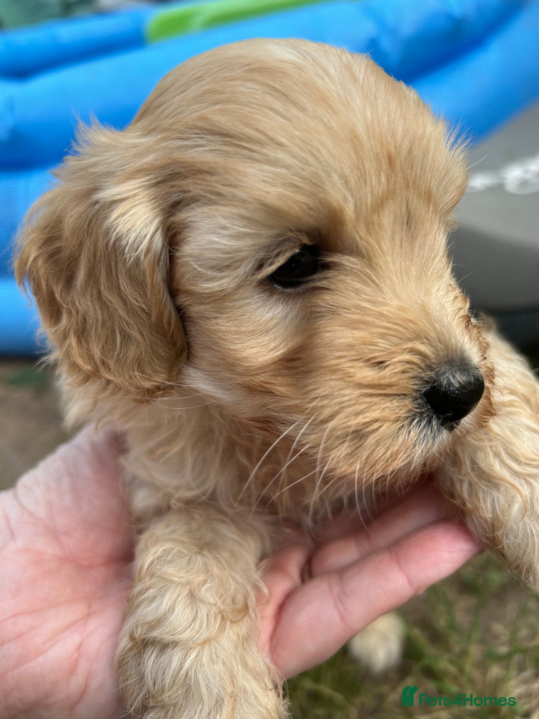 Maltipoo dogs for sale: Two cuddly little maltipoo boys - Image 7