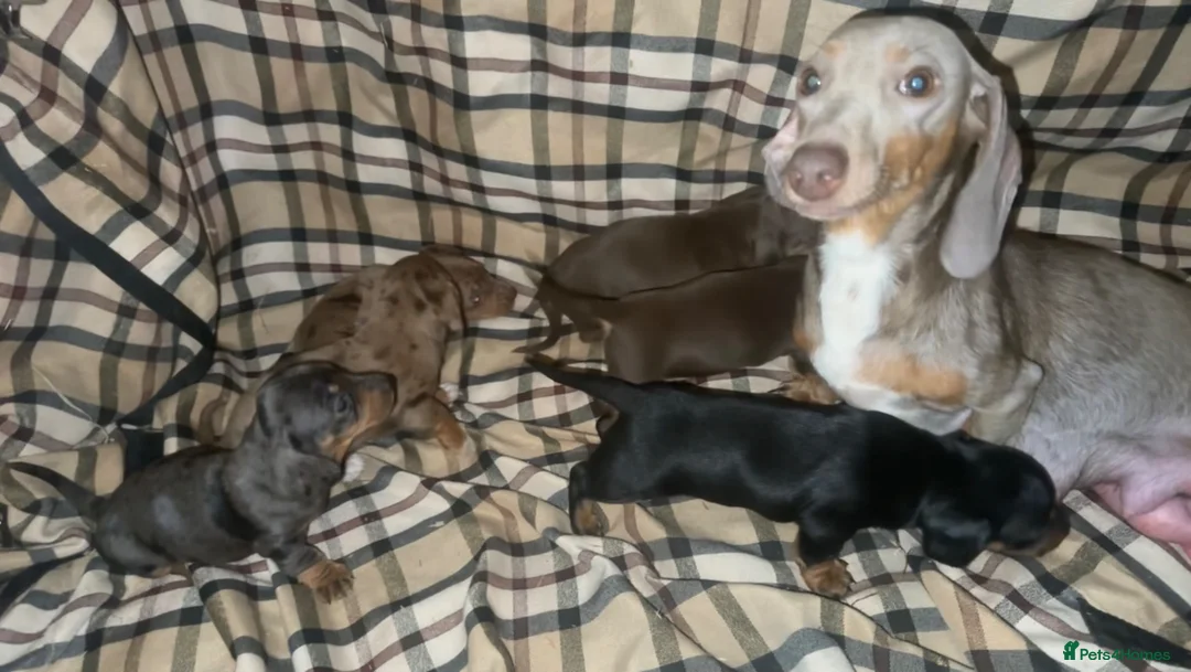 Dachshund dogs for sale: Beautiful dachshund puppies unusual colours  in Ammanford - Advert 2