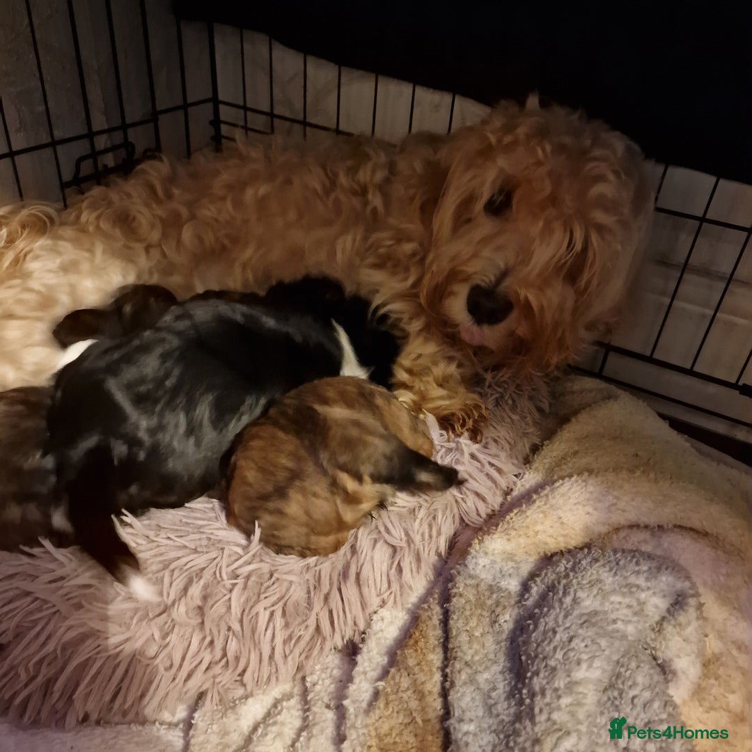 Havanese dogs for sale: Adorable Havanese  - Advert 8