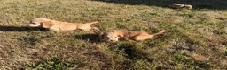 Cocker Spaniel dogs for sale: KC Registered Cocker Spaniel Puppies - Advert 13
