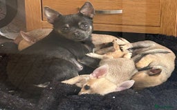 Chihuahua dogs for sale: Pure Breed Pedigree Certificated Chihuahua Puppies - Image 7