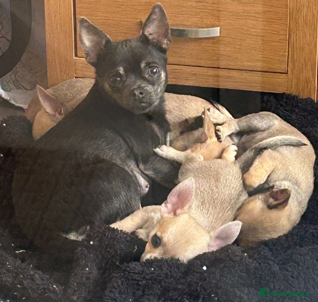 Chihuahua dogs for sale: Pure Breed Pedigree Certificated Chihuahua Puppies - Image 7
