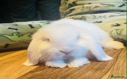 Mini Lop rabbits for sale: Mini lop baby rabbits  - Image 2