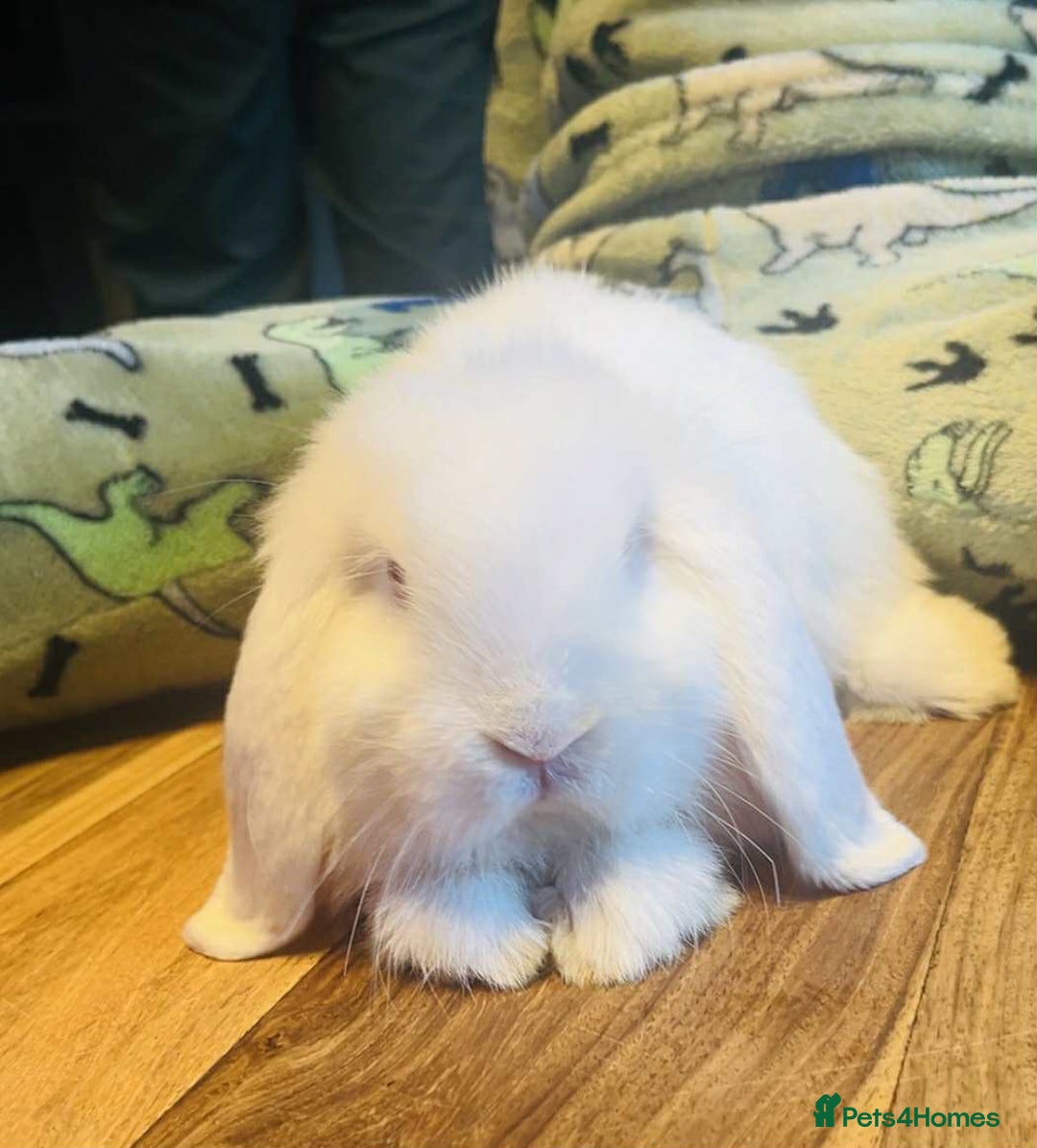 Mini Lop rabbits for sale: Mini lop baby rabbits  - Image 2
