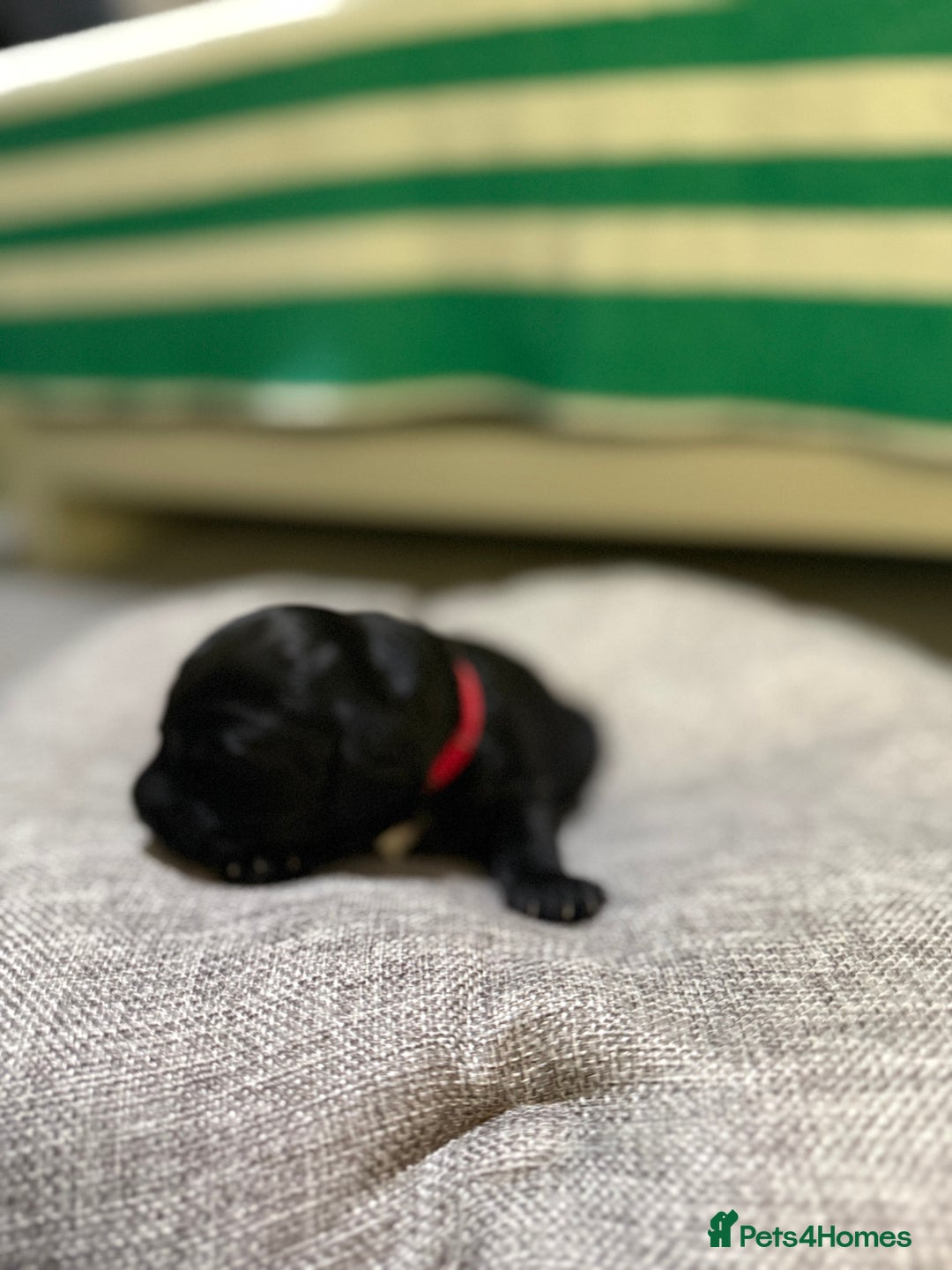 Mixed Breed dogs for sale: Beautiful Cocka/Cavapoo puppies.  - Advert 13