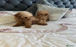 Miniature Poodle dogs for sale: ✨KC Top quality parents health tested pure breed ✨ - Image 8