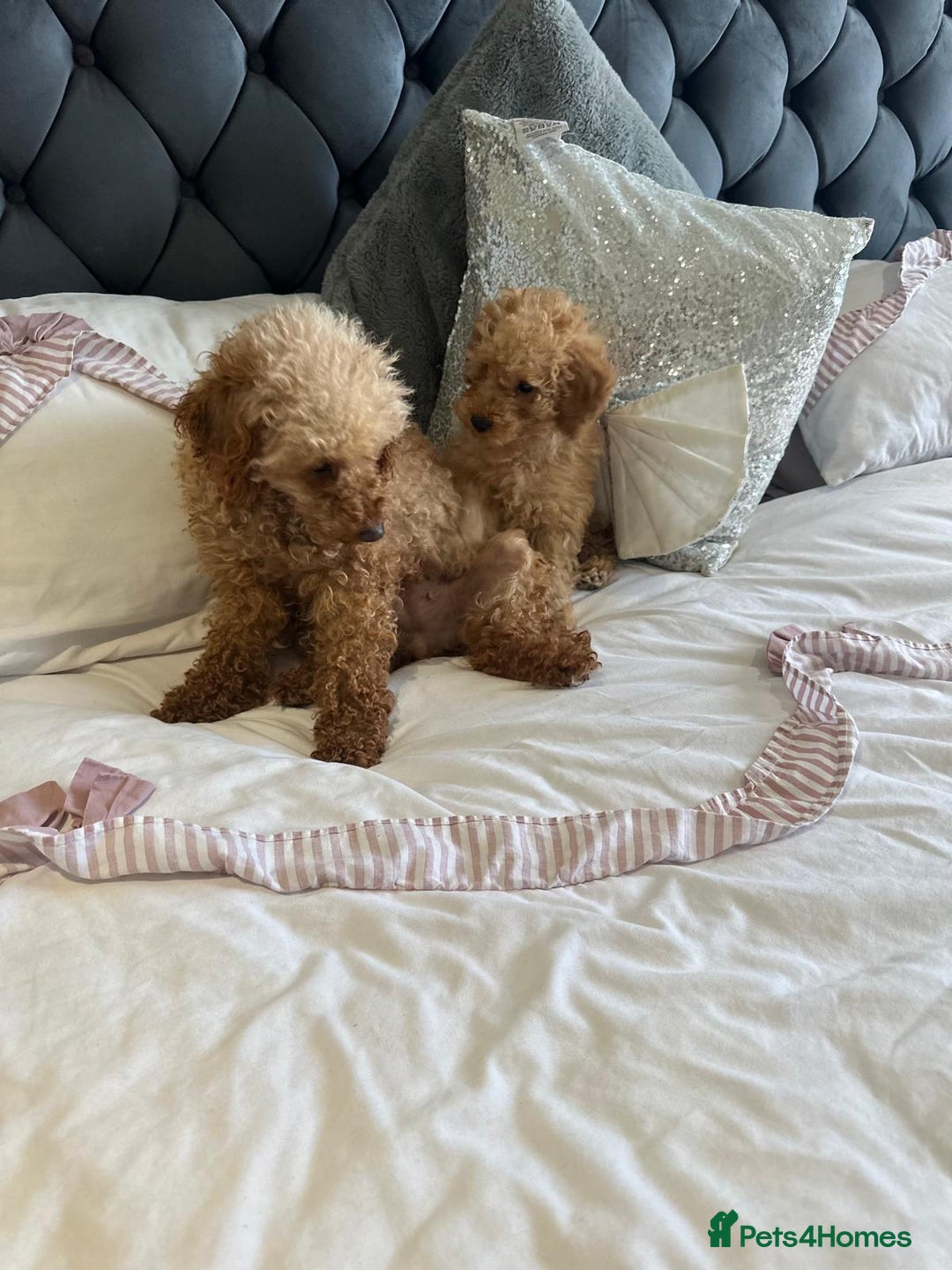 Miniature Poodle dogs for sale: ✨KC Top quality parents health tested pure breed ✨ - Image 8