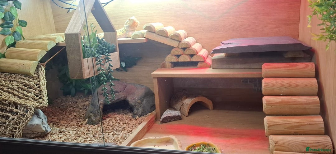 Bearded Dragon reptiles for sale: Bearded dragon (red) - Advert 2