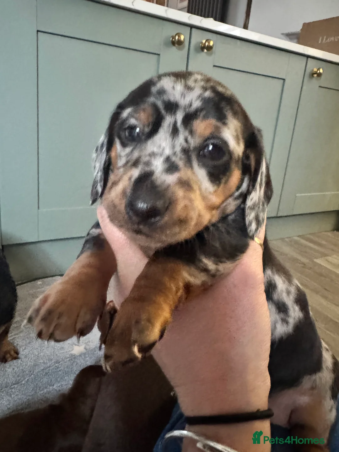 Miniature Dachshund dogs for sale: Just 2 remaining miniature dachshunds for sale - Advert 4