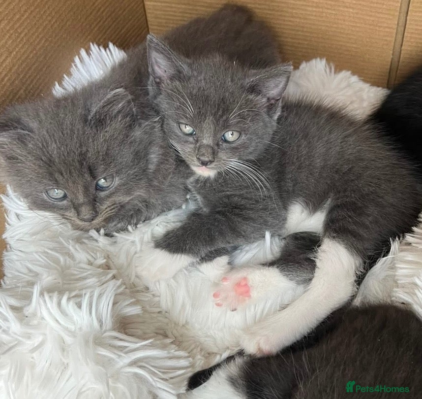Mixed Breed cats Mixed breed fluffy kittens  - Advert 1