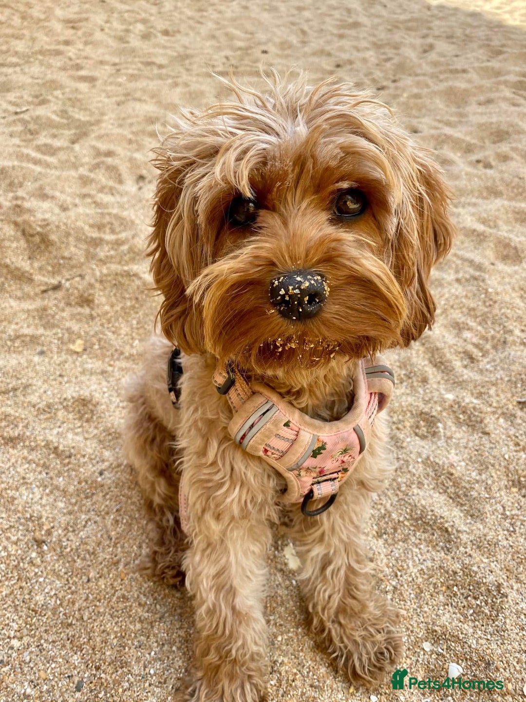 Cavapoo dogs for sale: DNA Health Tested Cavapoos  - Image 19
