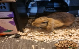 Mini Lop rabbits for sale: Pure breed mini lop for sale  - Image 1