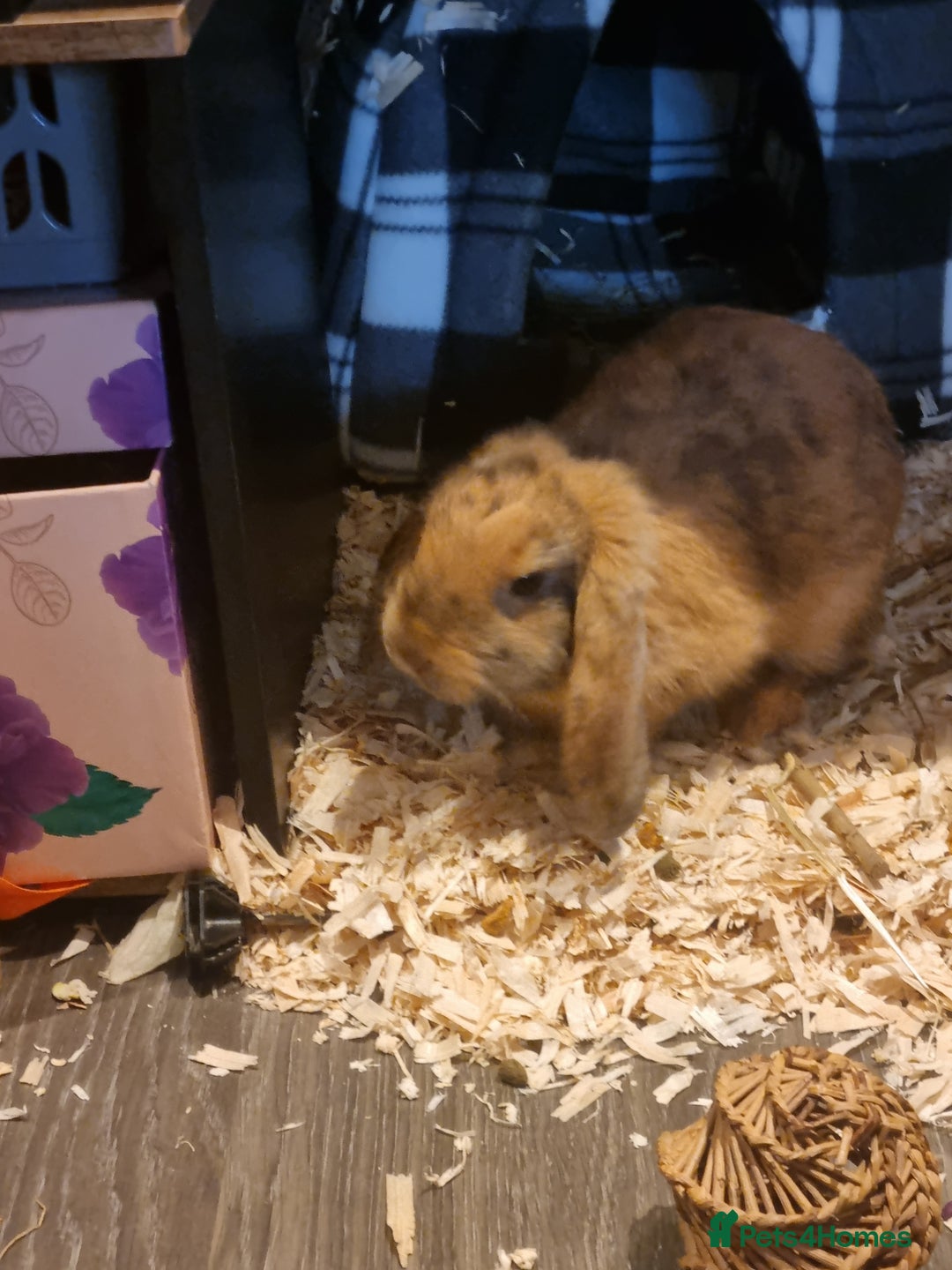 Mini Lop rabbits for sale: Pure breed mini lop for sale  - Image 1