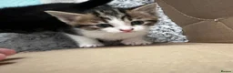 Mixed Breed cats for sale: 6 beautiful young kittens in Barnet - Advert 5