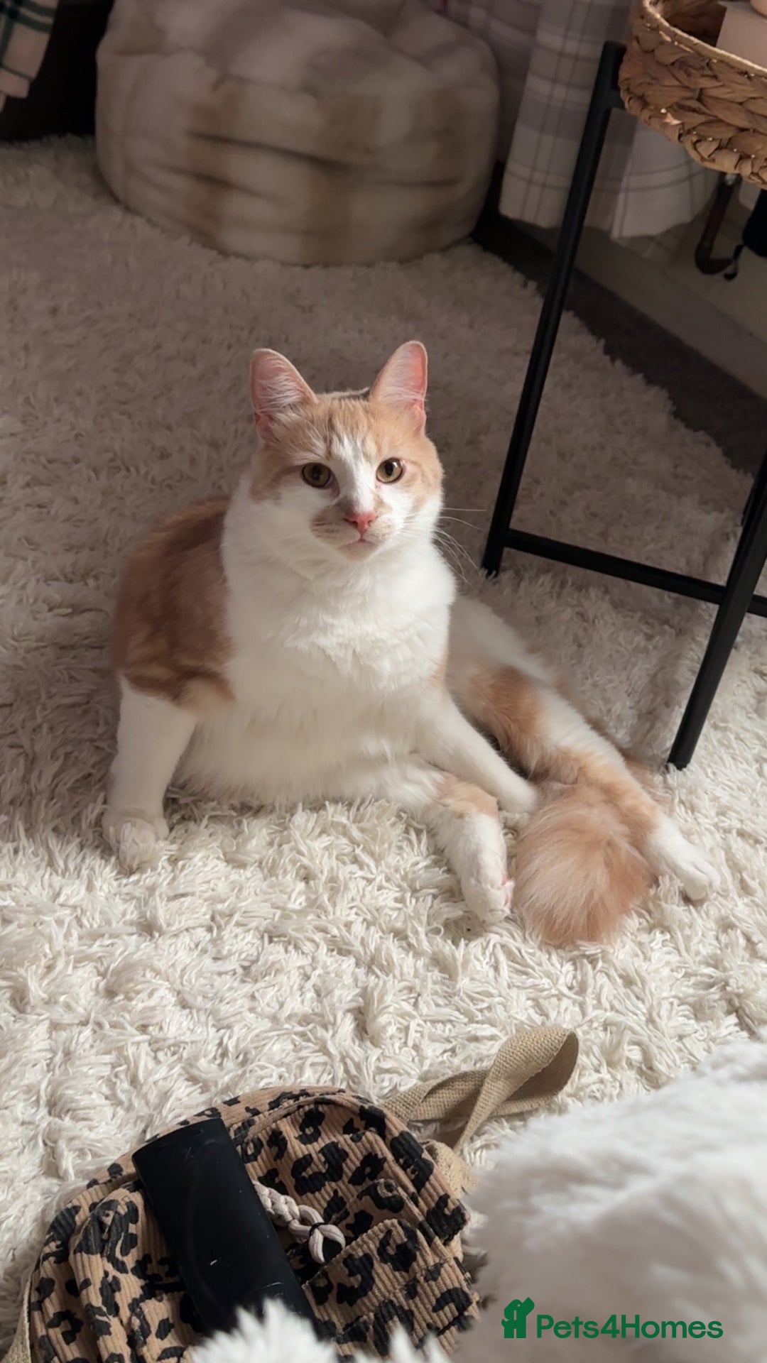 Mixed Breed cats for sale: Beautiful and affectionate 1 year old male - Advert 9