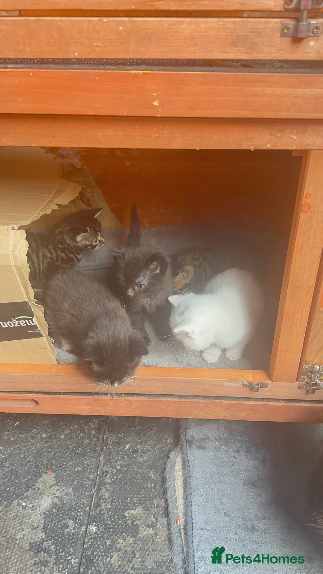 Mixed Breed cats for sale: Adorable bunch of kittens in Watford - Advert 2