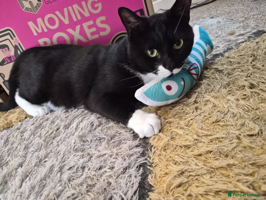 Mixed Breed cats for sale: 2 Year old Neutered Male  - Advert 2