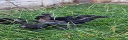 Chickens poultry for sale: Ayam Cemani Chicks – Hatched 12th June – Unsexed - Advert 11