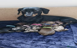 Dachshund dogs for sale: Miniature dachshunds  in Wednesbury - Image 1