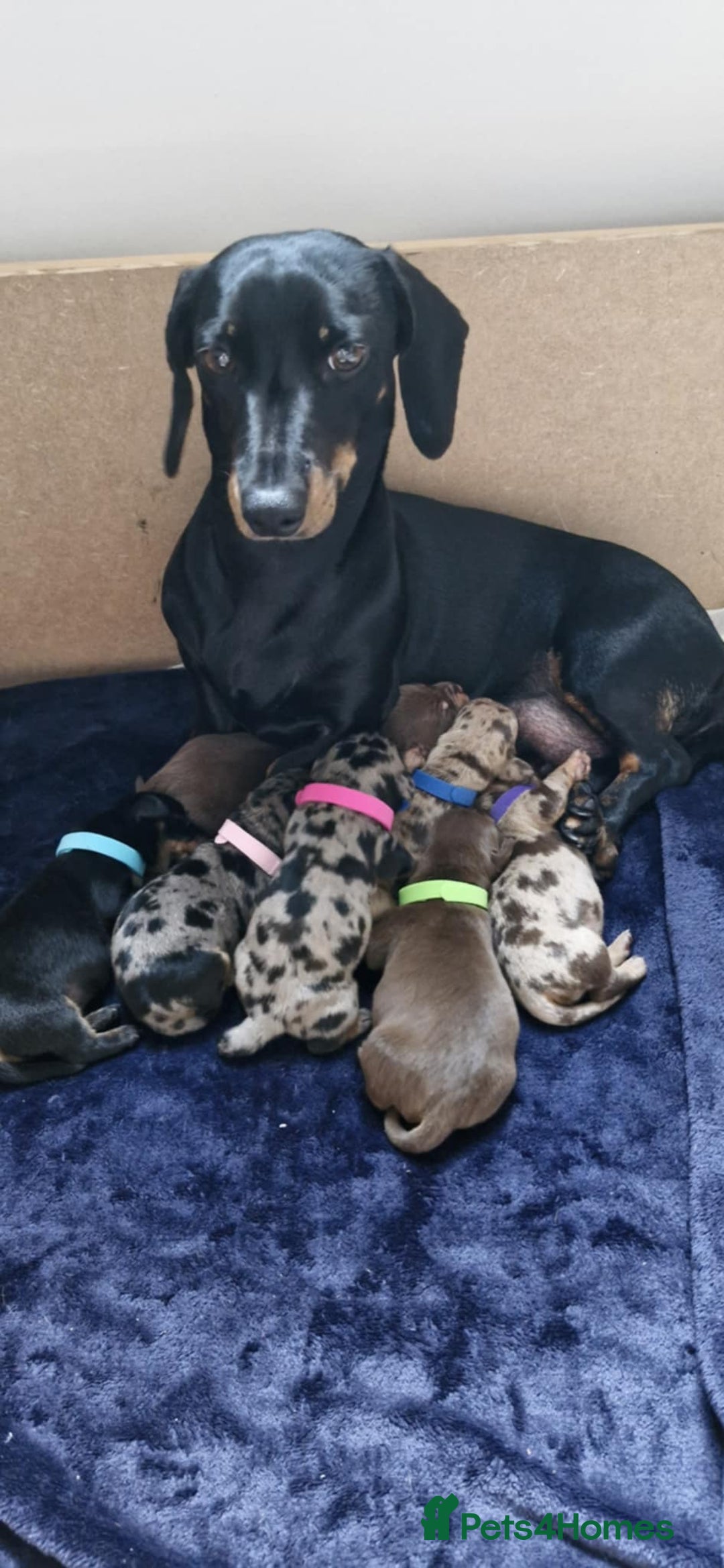 Dachshund dogs for sale: Miniature dachshunds  in Wednesbury - Image 1