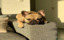French Bulldog dogs for sale: French Bulldog Female - Image 3