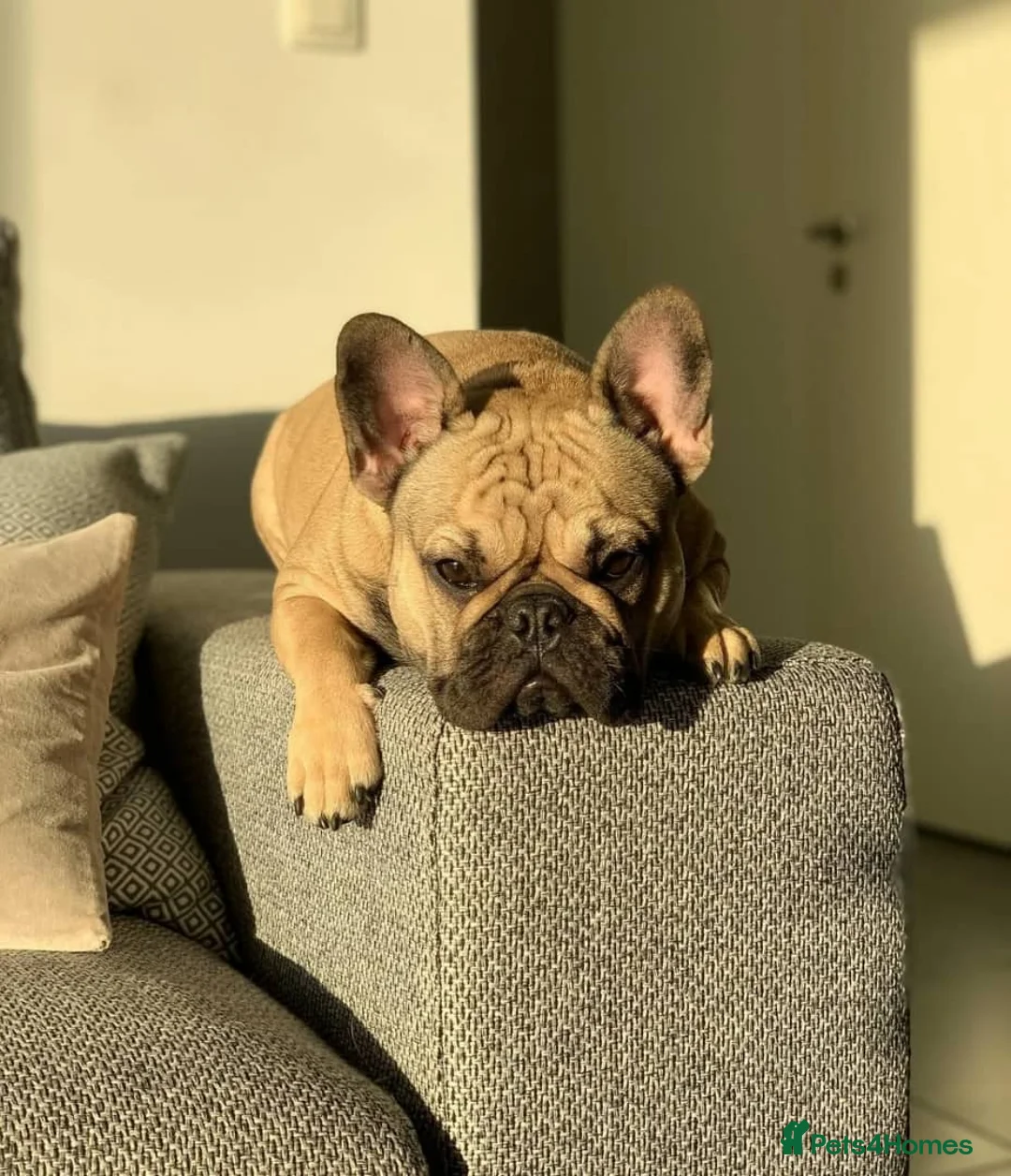 French Bulldog dogs for sale: French Bulldog Female - Advert 2