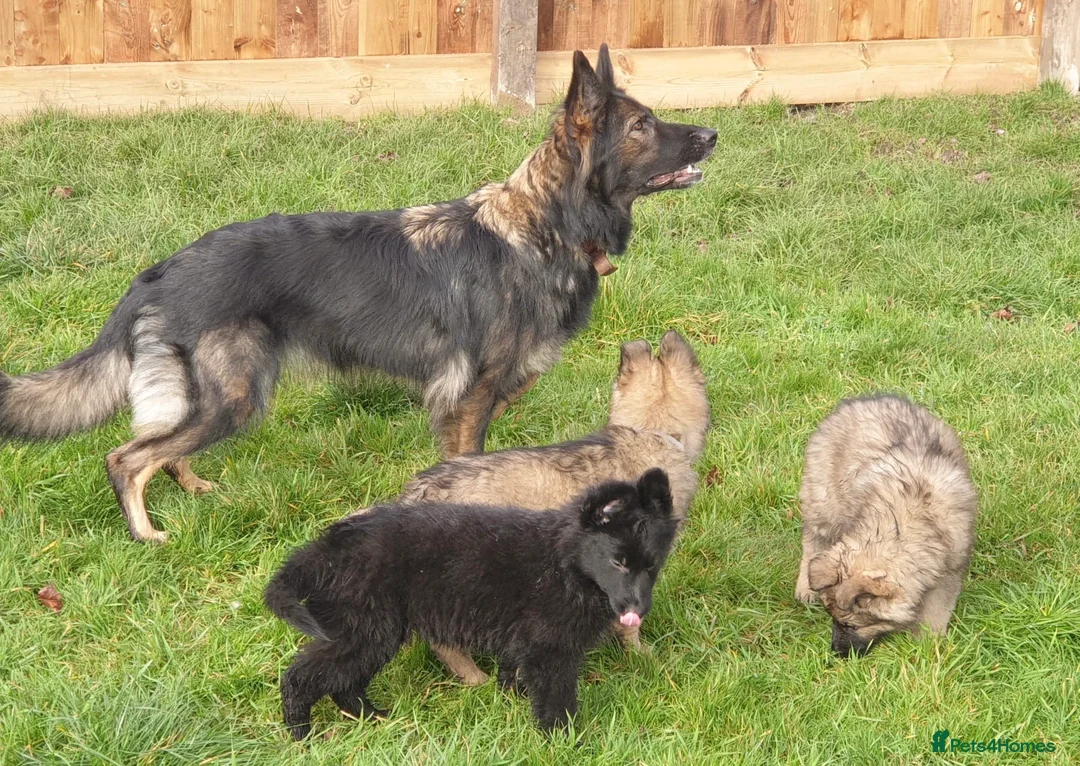 German Shepherd dogs for sale: Exceptional KC Health tested L/C Puppies  - Advert 1