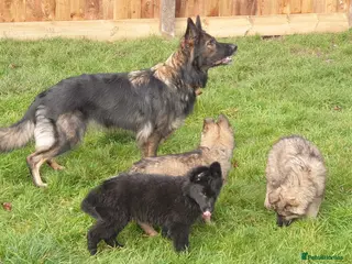 German Shepherd dogs Exceptional KC Health tested L/C Puppies - Advert 14