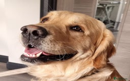 Golden Retriever dogs for stud: 0/0 Hips Proven Working Golden Retriever For Stud  in Taunton - Image 10