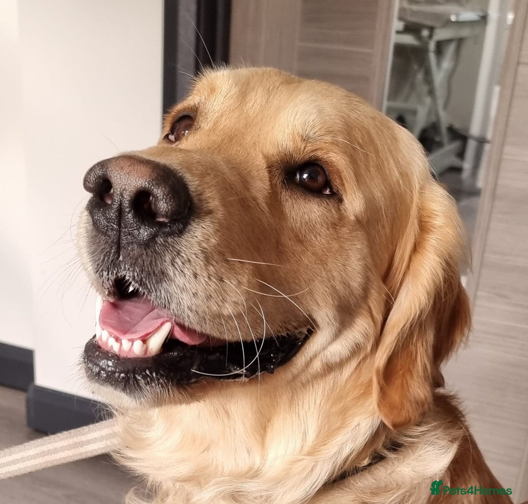Golden Retriever dogs for stud: 0/0 Hips Proven Working Golden Retriever For Stud  in Taunton - Image 10
