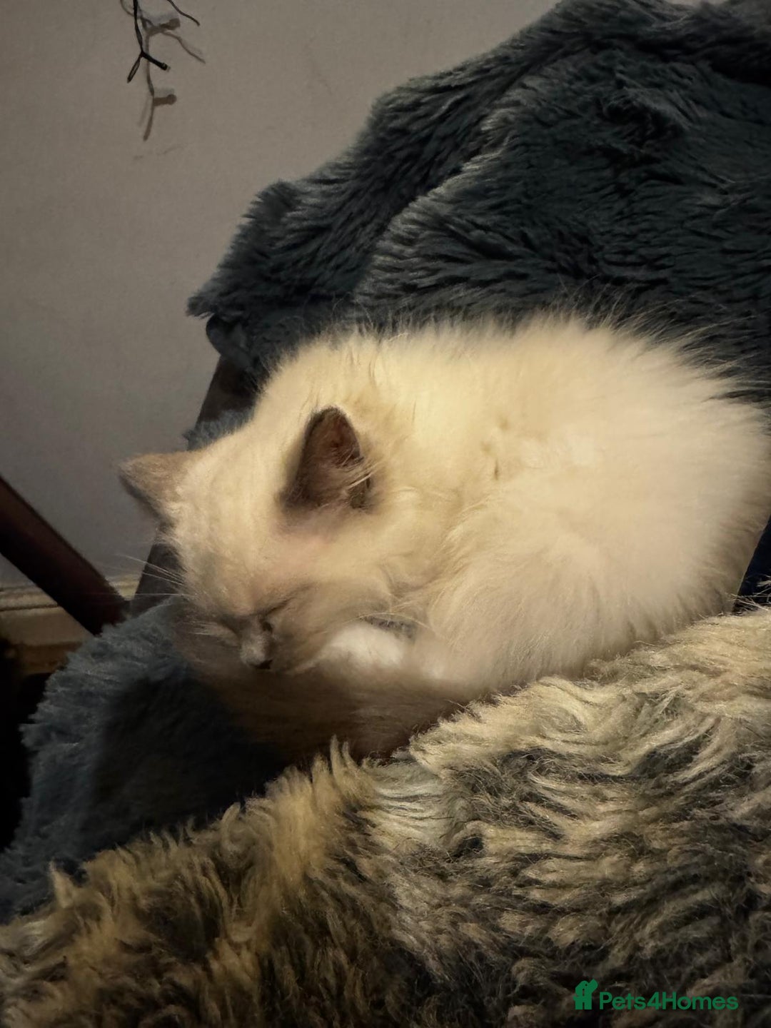 Ragdoll cats for sale: Ragdoll  - Image 4
