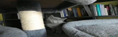 Russian Blue 2