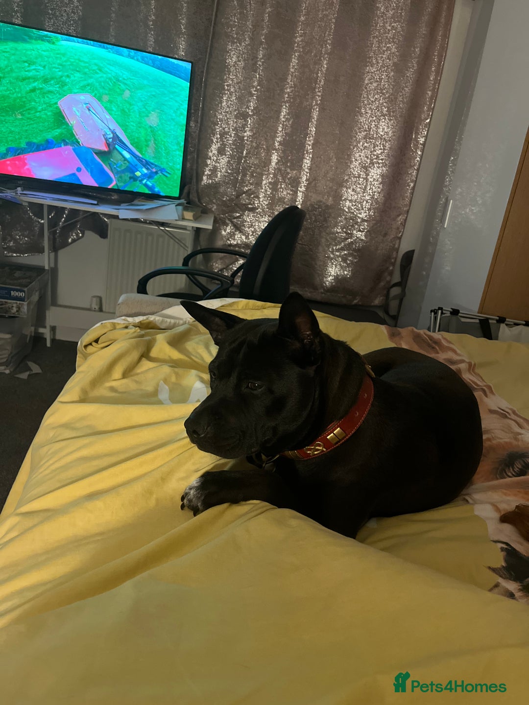 Mixed Breed dogs for sale: Female lovable girl  - Image 3