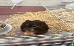 Hamster rodents for sale: Hamster - REHOME  - Image 3