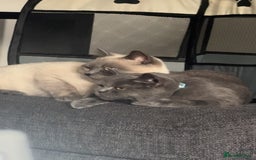 British Shorthair cats for sale: Chunky, fluffy British Shorthairs kittens🐾✨ - Image 6