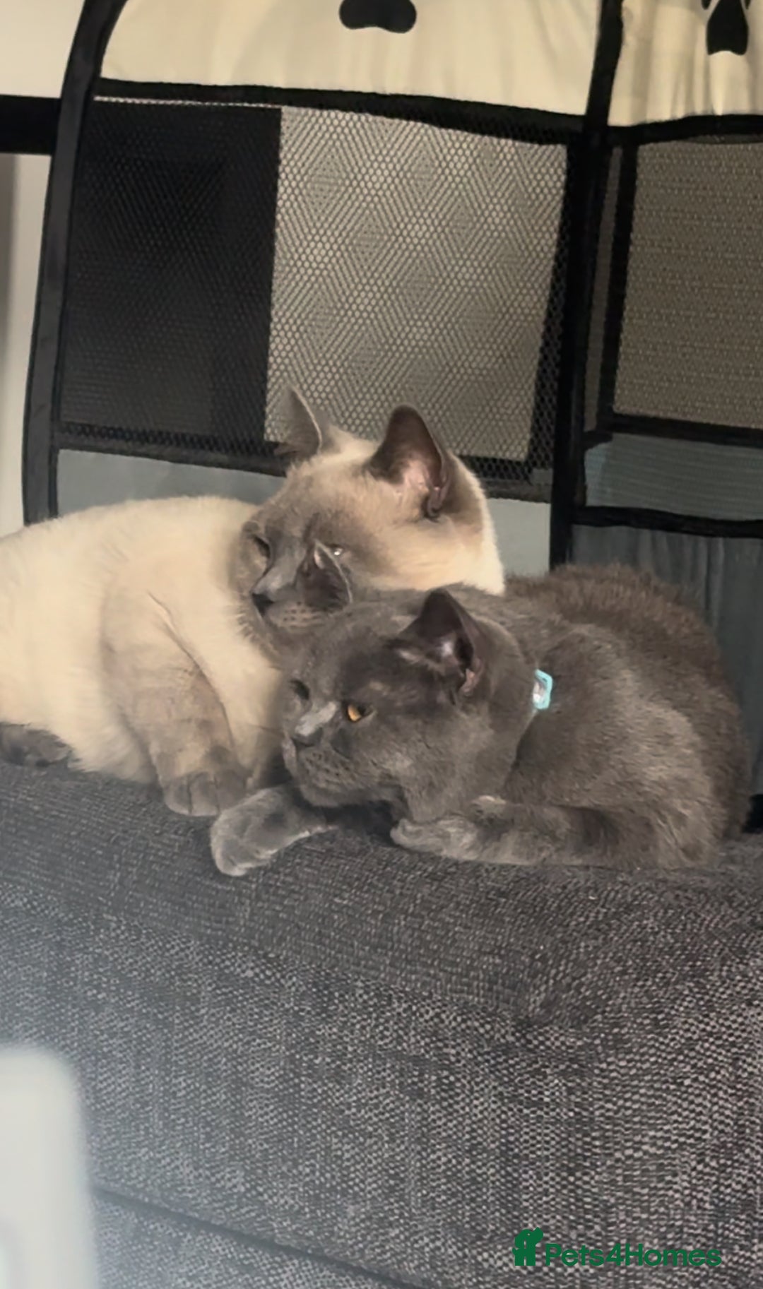 British Shorthair cats for sale: Chunky, fluffy British Shorthairs kittens🐾✨ - Image 6
