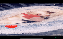 Chihuahua dogs for sale: Chihuahua - Full breed puppies - Image 18