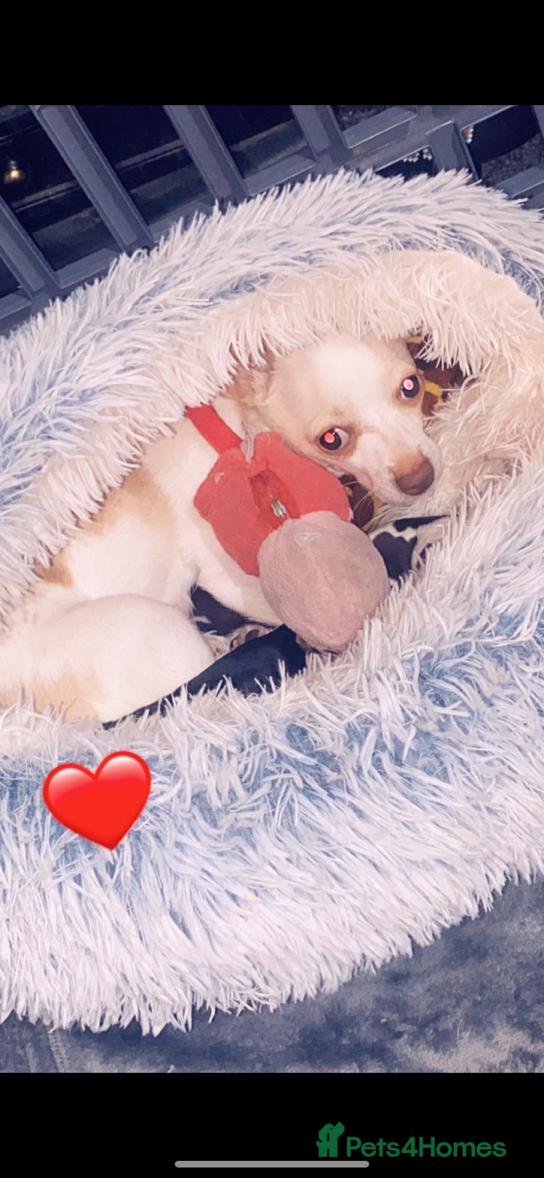 Chihuahua dogs for sale: Chihuahua - Full breed puppies - Image 18
