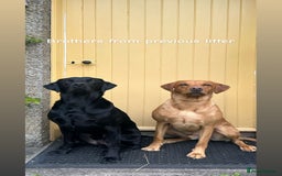 Labrador Retriever dogs for stud: 🌟 Kennel Club Registered Proven Labrador Stud 🌟 in Dundee - Image 19