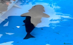 Koi Carp fish for sale: Koi and tench, see below for prices and details. - Image 3