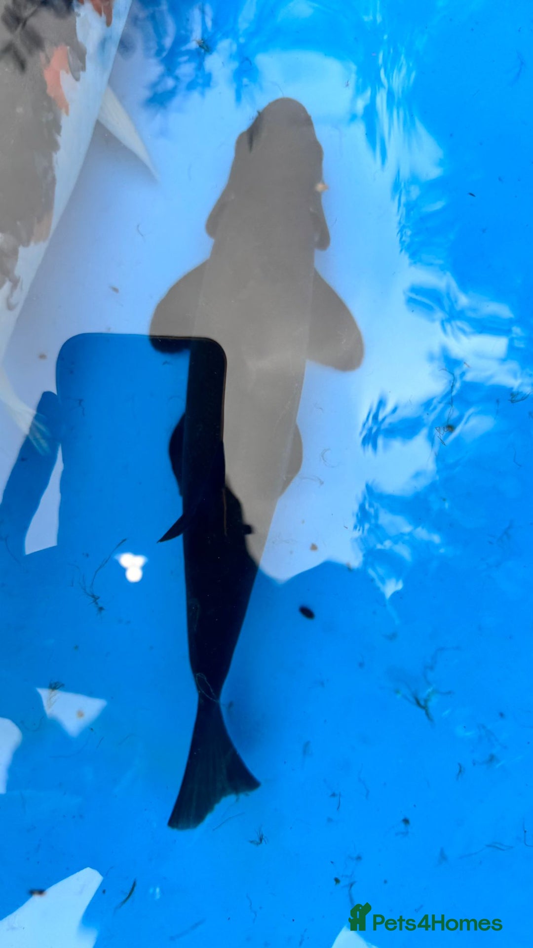 Koi Carp fish for sale: Koi and tench, see below for prices and details. - Image 3