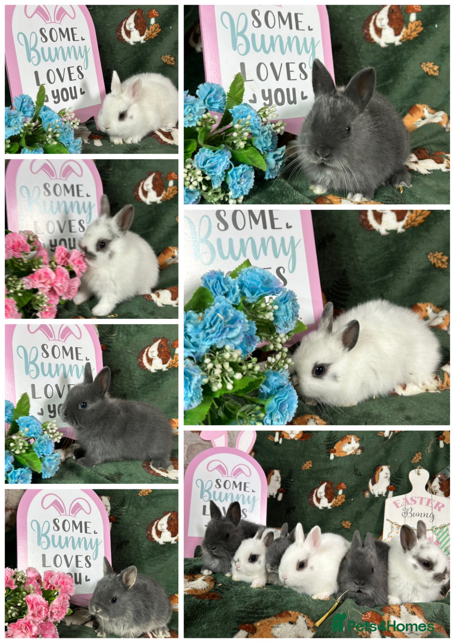 Netherland Dwarf rabbits Beautiful Baby Netherland dwarfs ready to reserve  - Advert 4