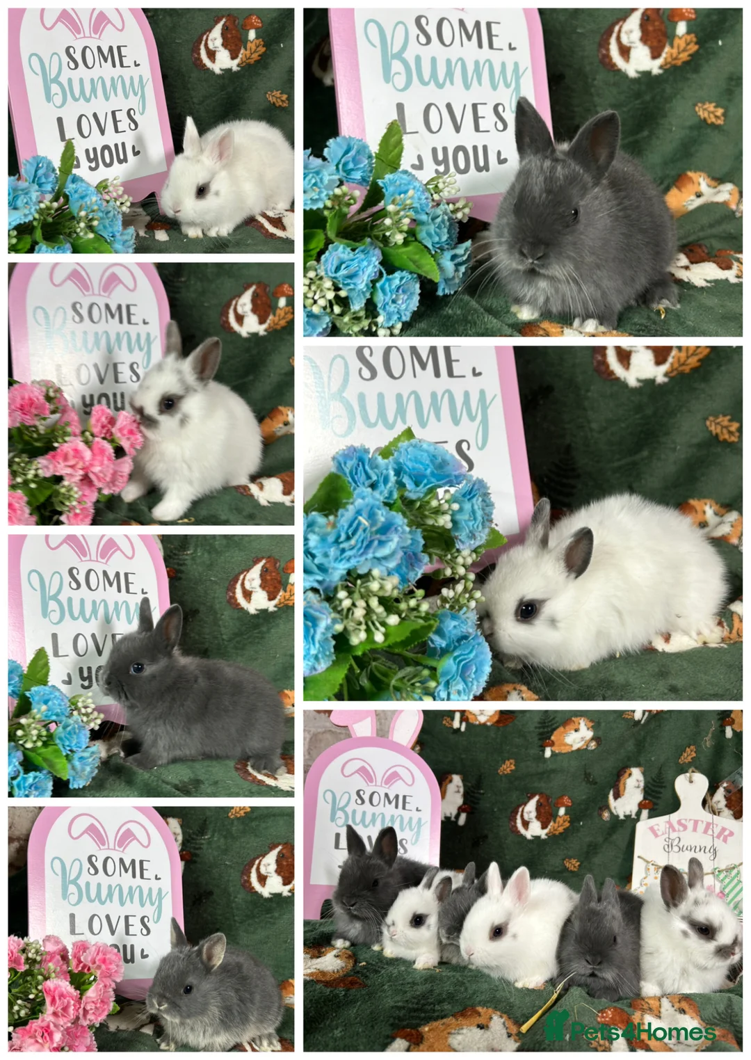 Netherland Dwarf rabbits for sale: Beautiful Baby Netherland dwarfs ready to reserve  - Advert 1