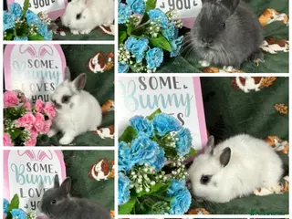 Netherland Dwarf rabbits Beautiful Baby Netherland dwarfs ready to reserve - Advert 2