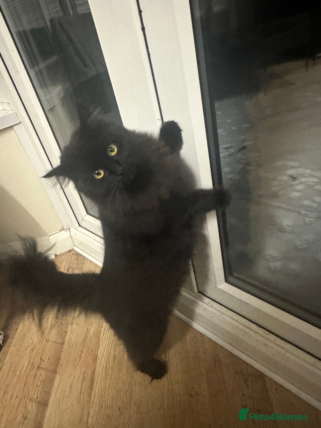 Maine Coon cats for sale: Beautiful girl half Maine coon half Bombay black  - Advert 8