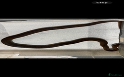 Python Snake reptiles for sale:  Children’s pythons hatchlings 50%het t+.         - Image 7