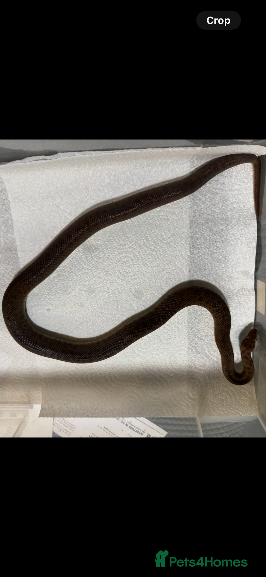 Python Snake reptiles for sale:  Children’s pythons hatchlings 50%het t+.         - Image 7