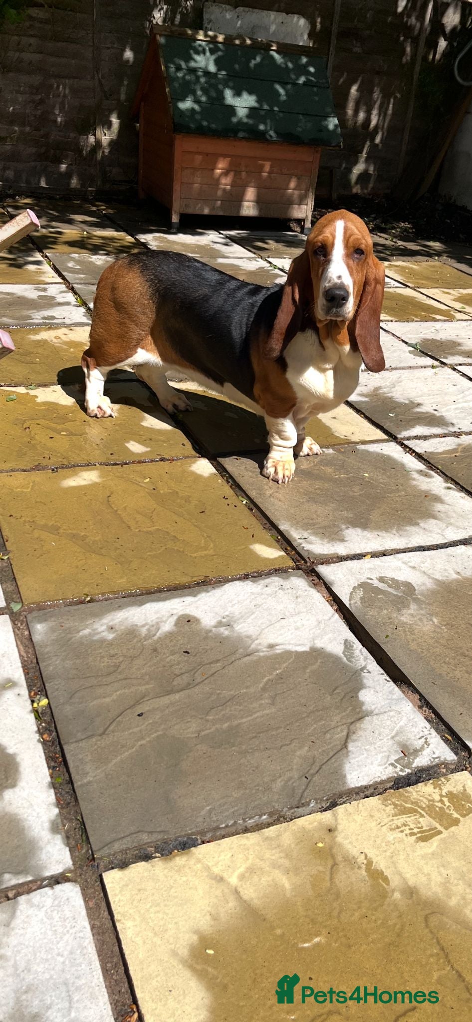 Basset Hound dogs Male and female Basset hound  - Advert 1